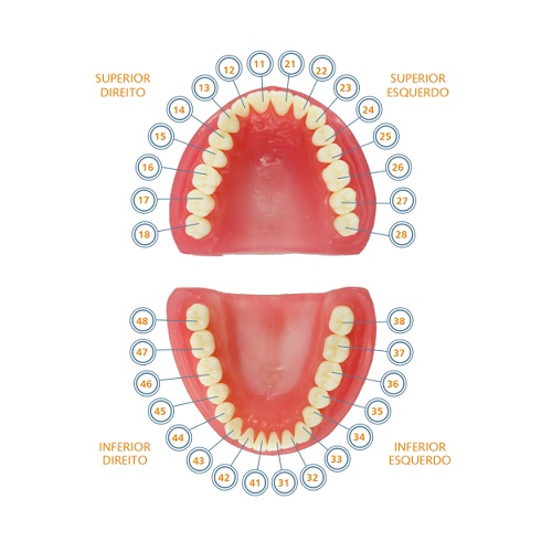 Dente de Dentistica 44  Primeiro Pre Molar Inferior Direito